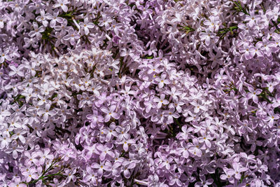 Full frame shot of purple flowering plants