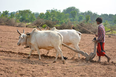 Horses standing on field