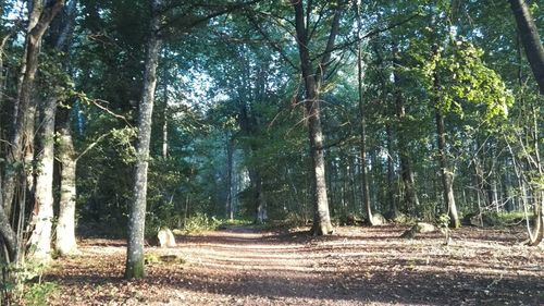 Trees in forest