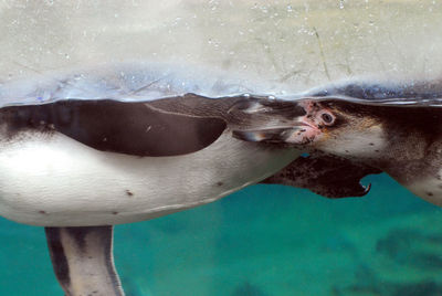 Close-up of penguin swimming in sea