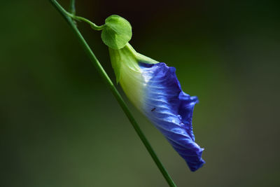 Close-up of flower