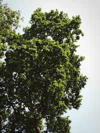 Low angle view of trees