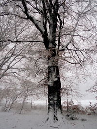 Bare tree in snow