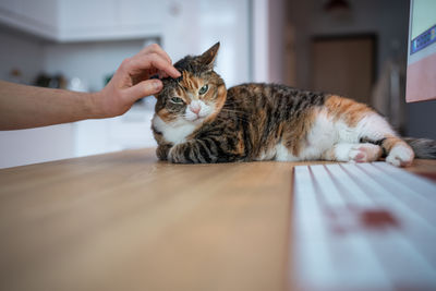 Close-up of cat lying on table