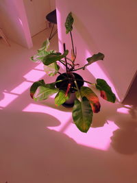 Close-up of pink flowering plant on table at home