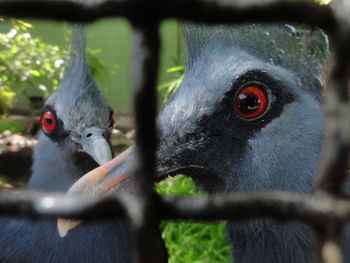 Close-up portrait of a bird