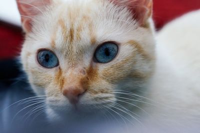 Close-up portrait of cat