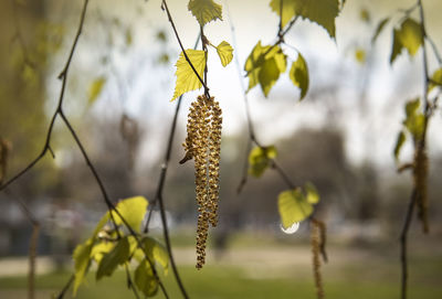 Close-up of yellow flowering plant