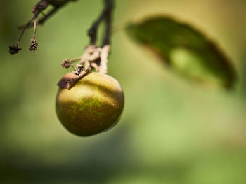 Close-up of fruits hanging on tree