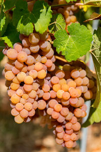 Close-up of grapes growing in vineyard