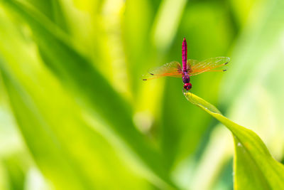 Close-up of insect on leaf