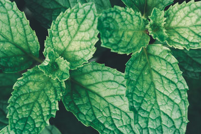 Close-up of leaves