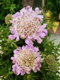 Close-up of flowers blooming outdoors