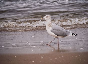 Seagull on shore