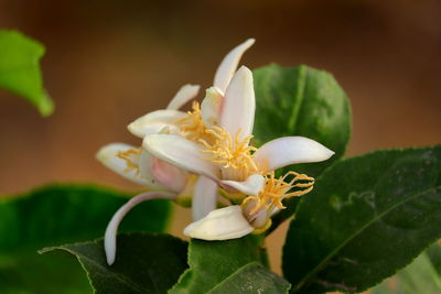 Micro photography of white lemon flowers