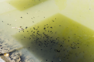 High angle view of birds in lake