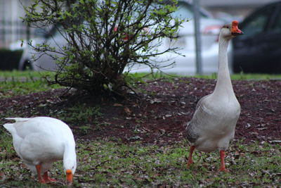 View of birds on field