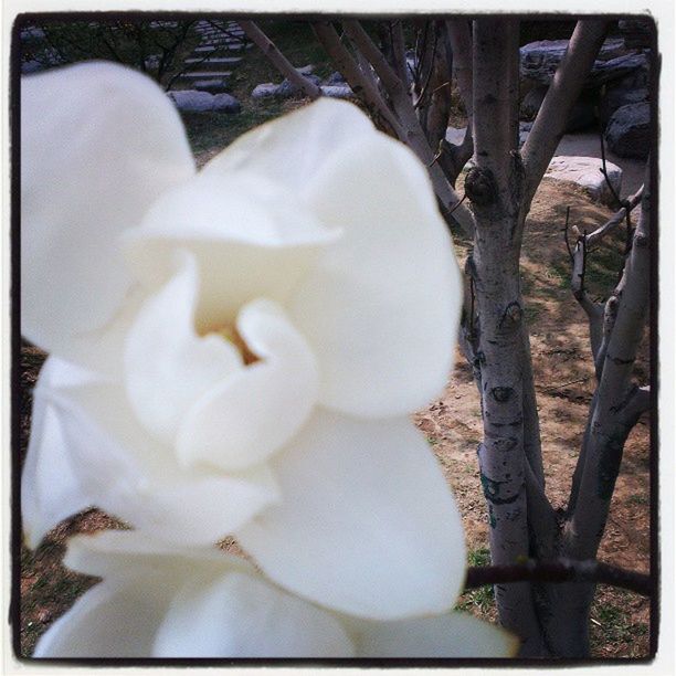 flower, transfer print, petal, growth, freshness, fragility, flower head, white color, beauty in nature, nature, auto post production filter, close-up, blooming, white, in bloom, blossom, single flower, plant, high angle view, day