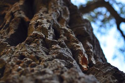 Low angle view of tree trunk