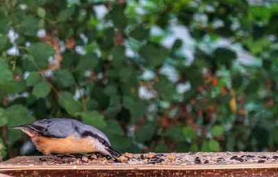 Close-up of bird perching on wood