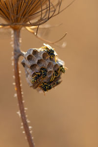 Close-up of wasp nest