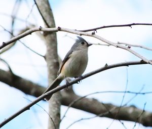 Low angle view of bird perching on tree against sky