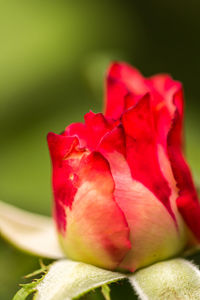 Close-up of red rose