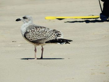 Bird perching on ground