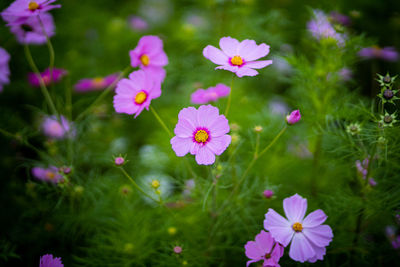 Close-up of pink cosmos flowers on field