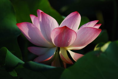 Close-up of pink water lily