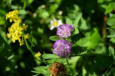 Close-up of purple flowers blooming outdoors