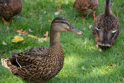 Mallard duck on field