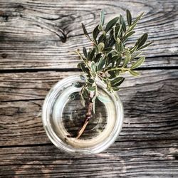 Potted plant on wooden table