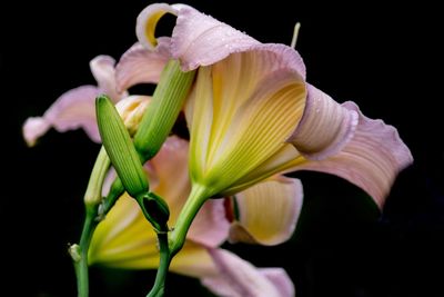 Close-up of yellow lily flowers against black background