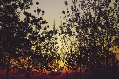 Low angle view of silhouette trees against sky during sunset