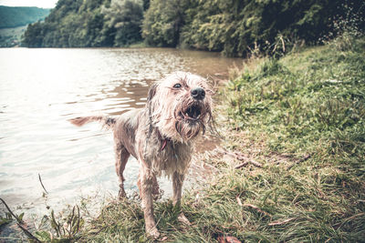 Portrait of dog running in water