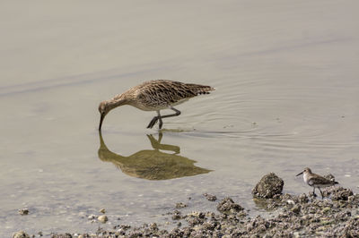 High angle view of bird on beach