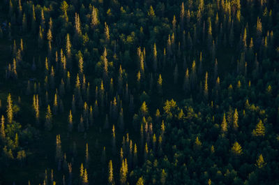 Full frame shot of pine trees in forest