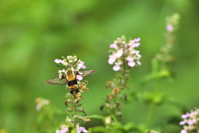 Close-up of butterfly pollinating on flower