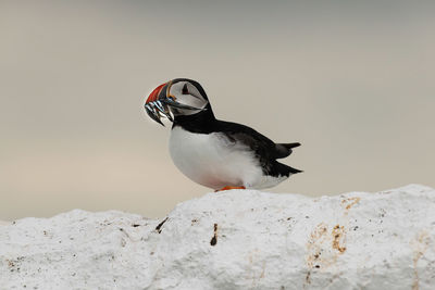 Close-up of bird 