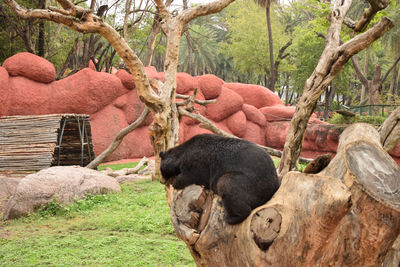 View of an animal on tree trunk