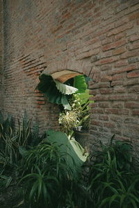 Plant growing on wall