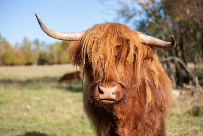 Cow on field