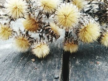 Close-up of flowers