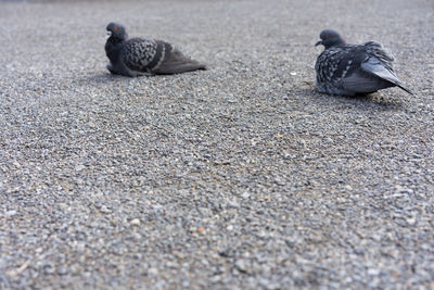 Pigeon perching on a street