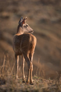 Deer standing on field