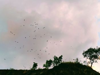 Low angle view of birds flying in sky