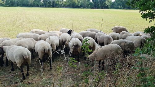 Sheep grazing in field