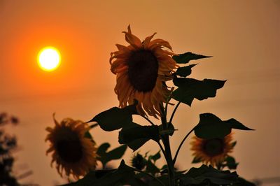 Close-up of sunflower blooming against sky during sunset