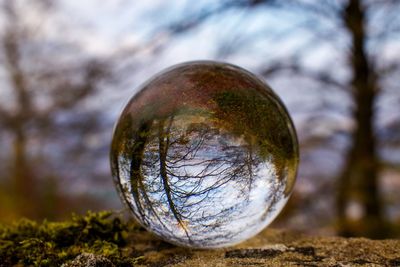 Close-up of crystal ball on tree